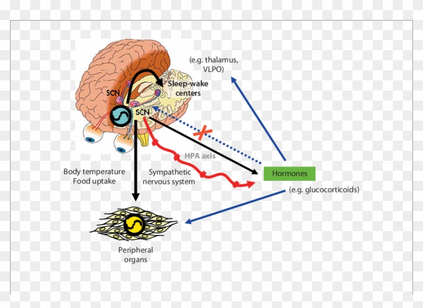 Interaction Between Master And Peripheral Clocks - Master Clock In Brain Clipart