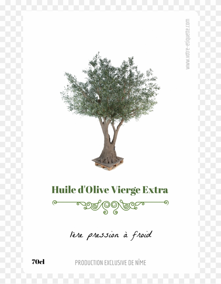 Etiquette Huile D Olive Maison Clipart #906845