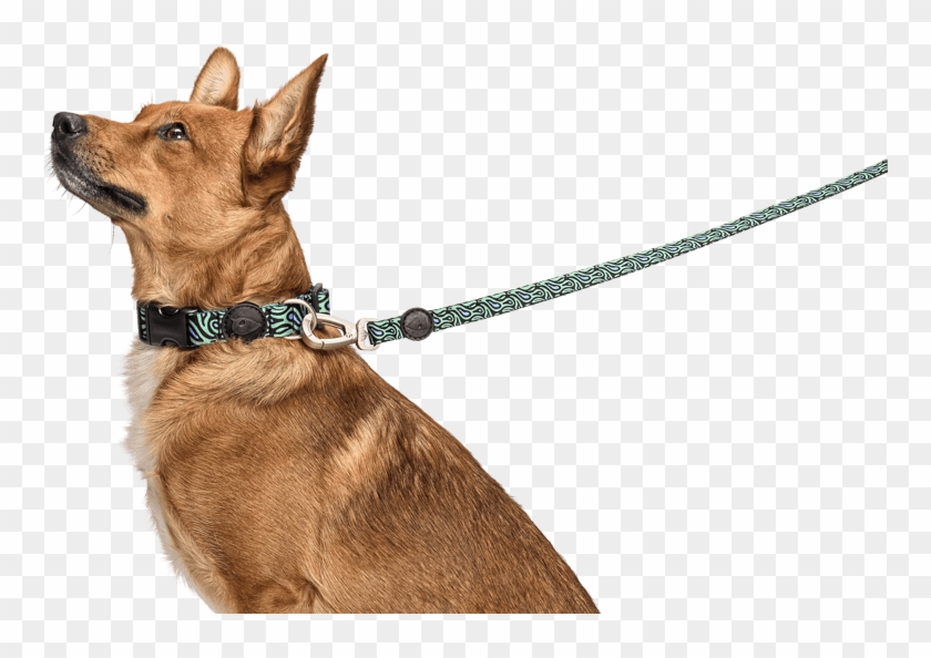 Previousnext - Dog On Leash Png Clipart #907474
