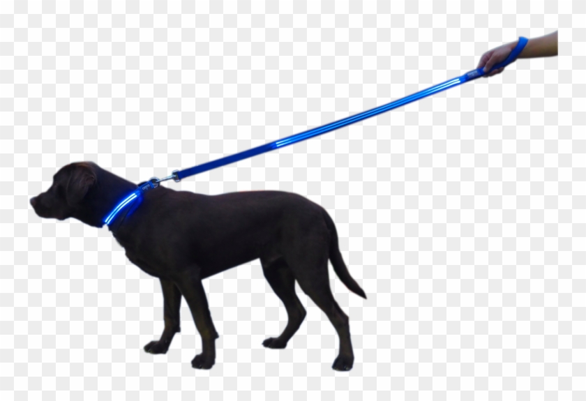 Dog Catches Something Clipart