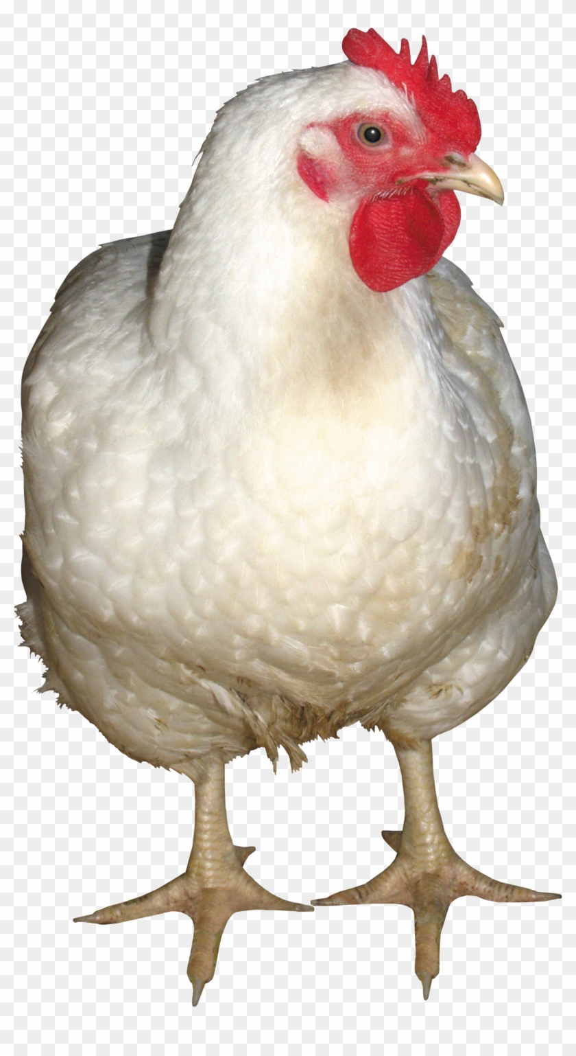Png Image Information - White Chicken Png Clipart #909703