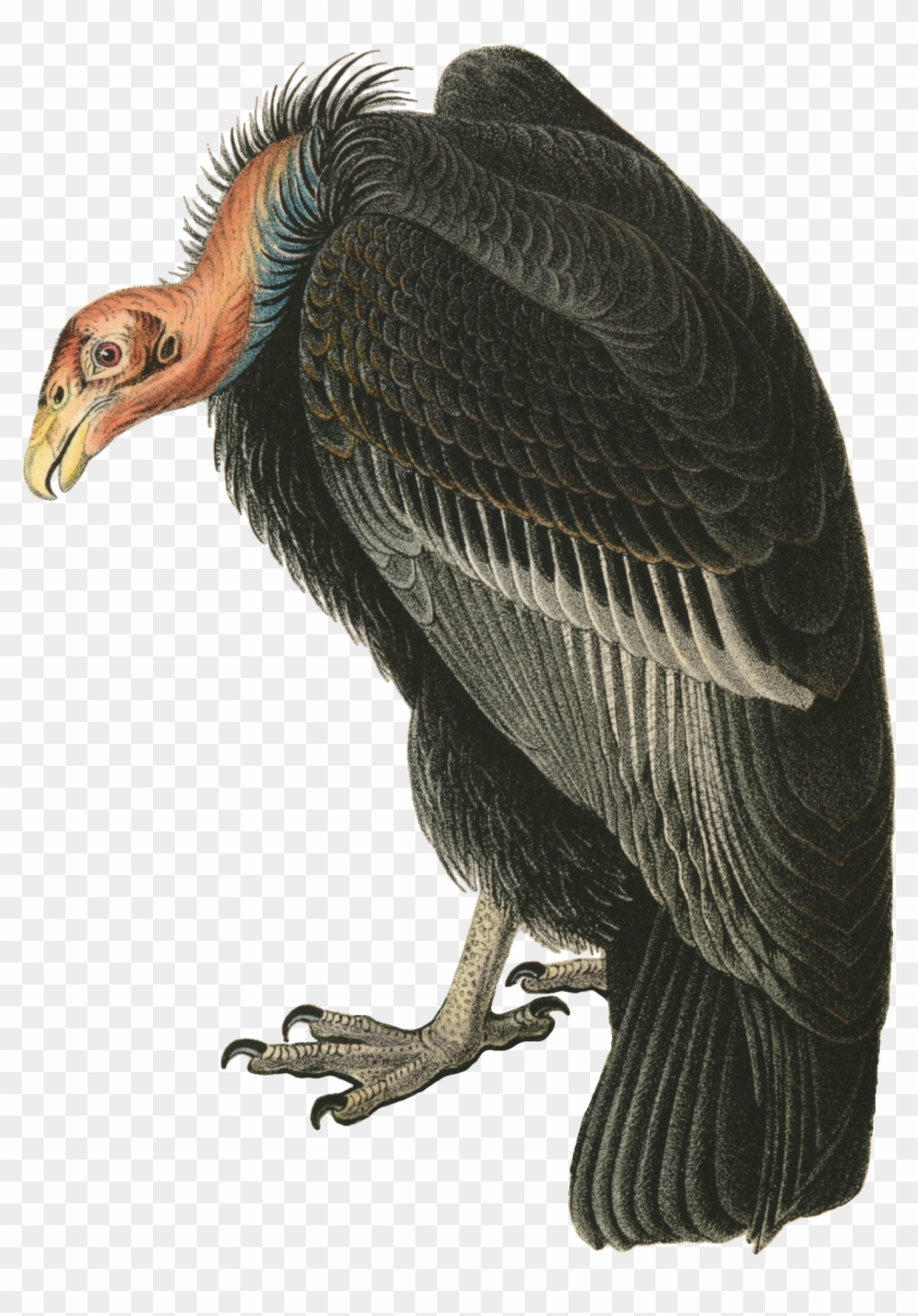 The Birds Of America Beaky Buzzard Bird - Andean Condor Png Clipart #909787