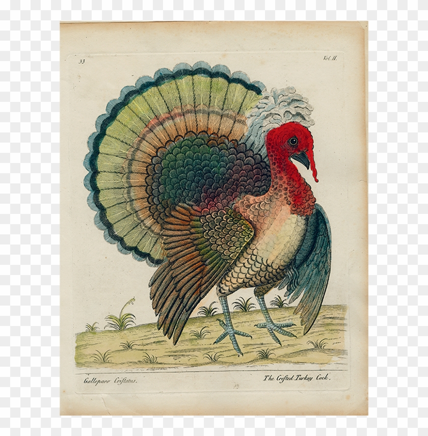 Turkey Clipart #910248