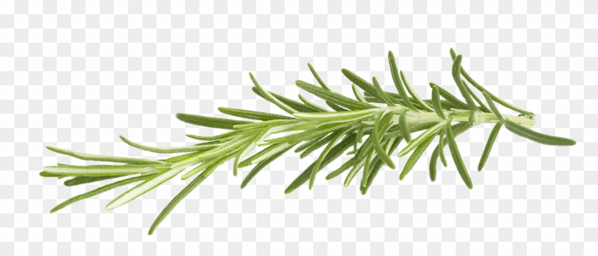 Rosemary - Rosemary Png Clipart #911476