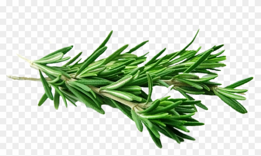 These Are Thought To Help Boost The Immune System And - Evergreen Clipart #911592