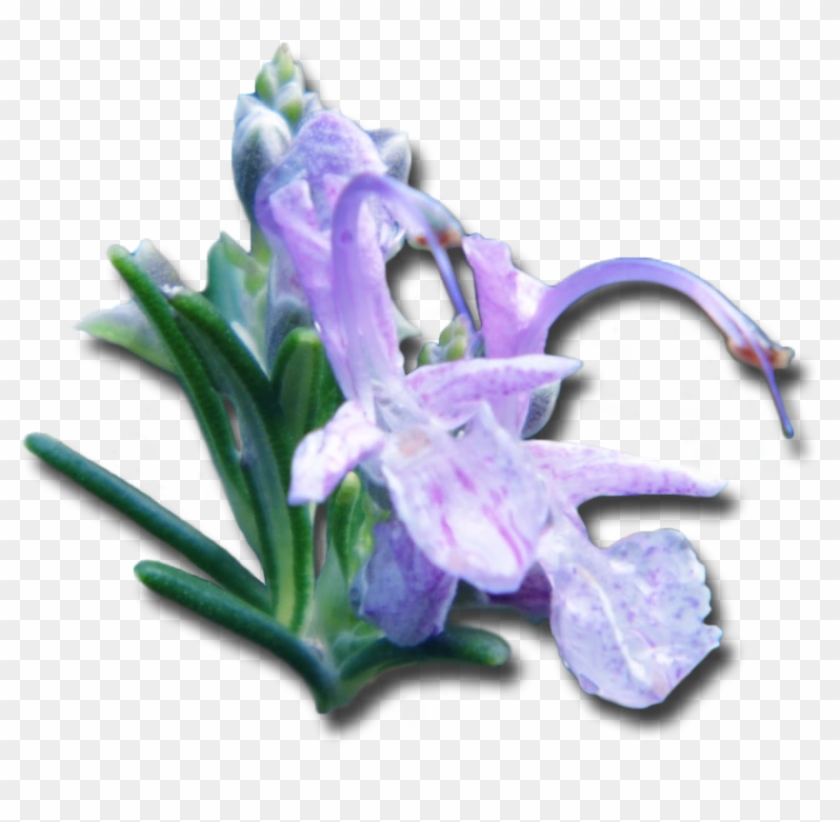 Rosemary Transparent Clipart #911676