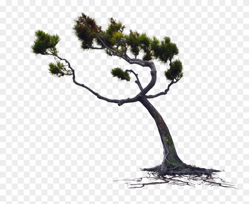 Windblown Owlkids Wind Blown Pine Tree Png Stock Photo - Wind Blowing Tree Png Clipart