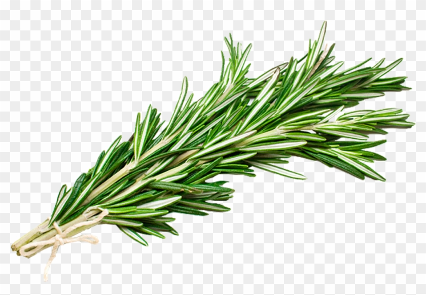 Whole Foods Maristone Organic Rosemary - Rosemary Transparent Clipart
