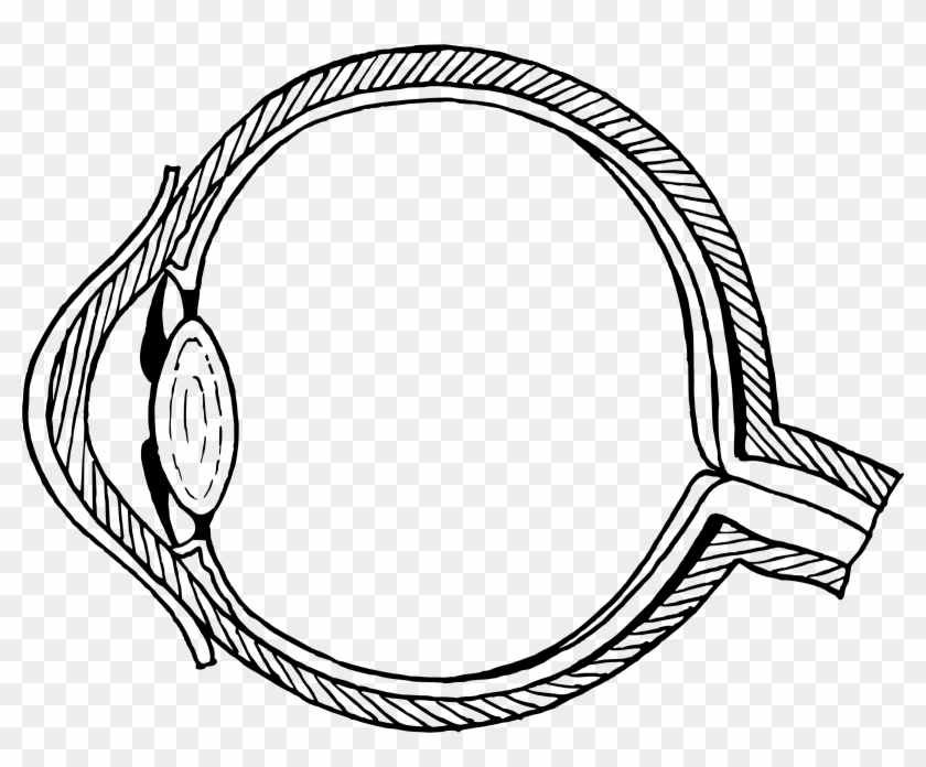 Eye Ball Diagram Without Labels - Diagram Of The Eye Without Labels Clipart