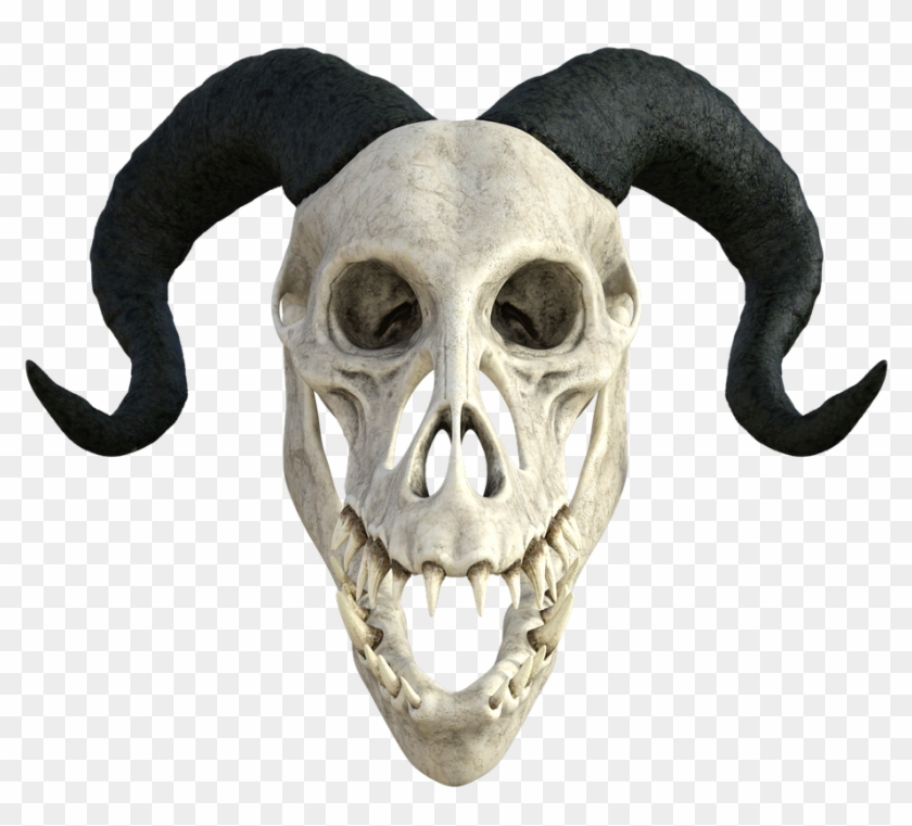 Skeleton Anatomy Skull - Dragon Skull Transparent Background Clipart #914552