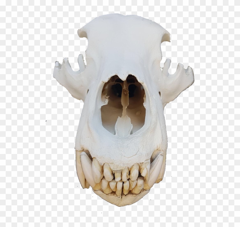 Bear Skull Png - Skull Clipart #914581