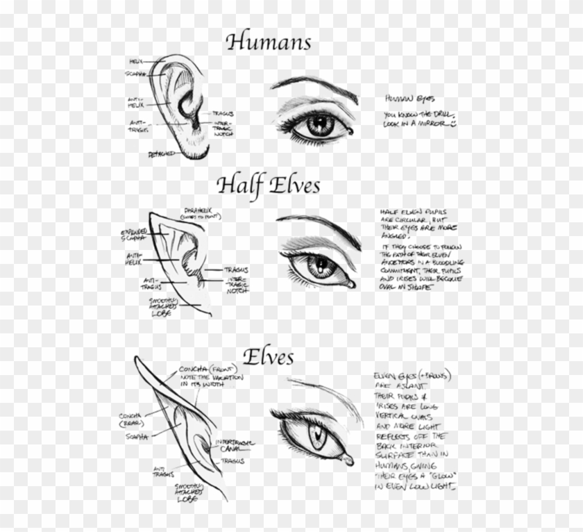 Human Half Elves And Ears Art Tutorial - Fantasy Drawing Tutorial Clipart