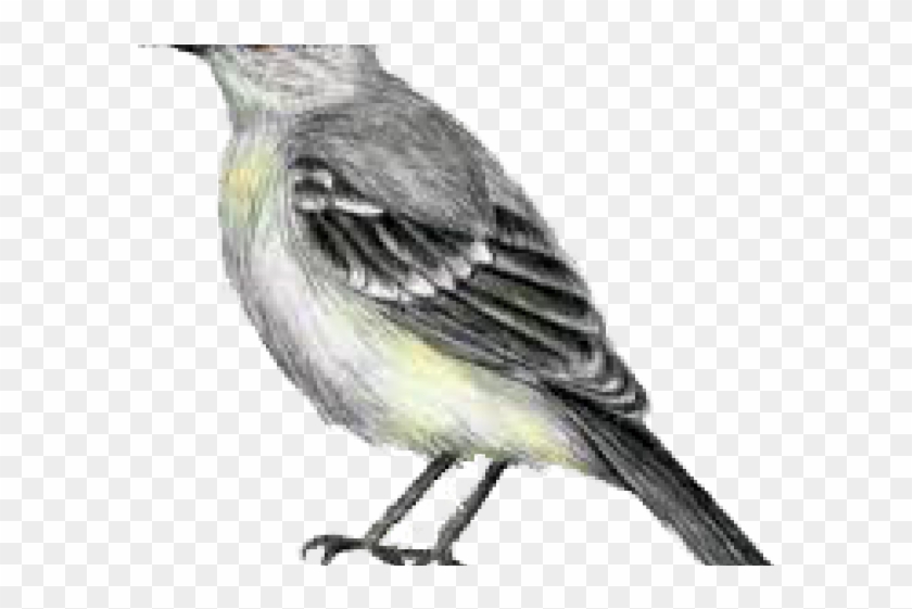 Northern Mockingbird Clipart #915357