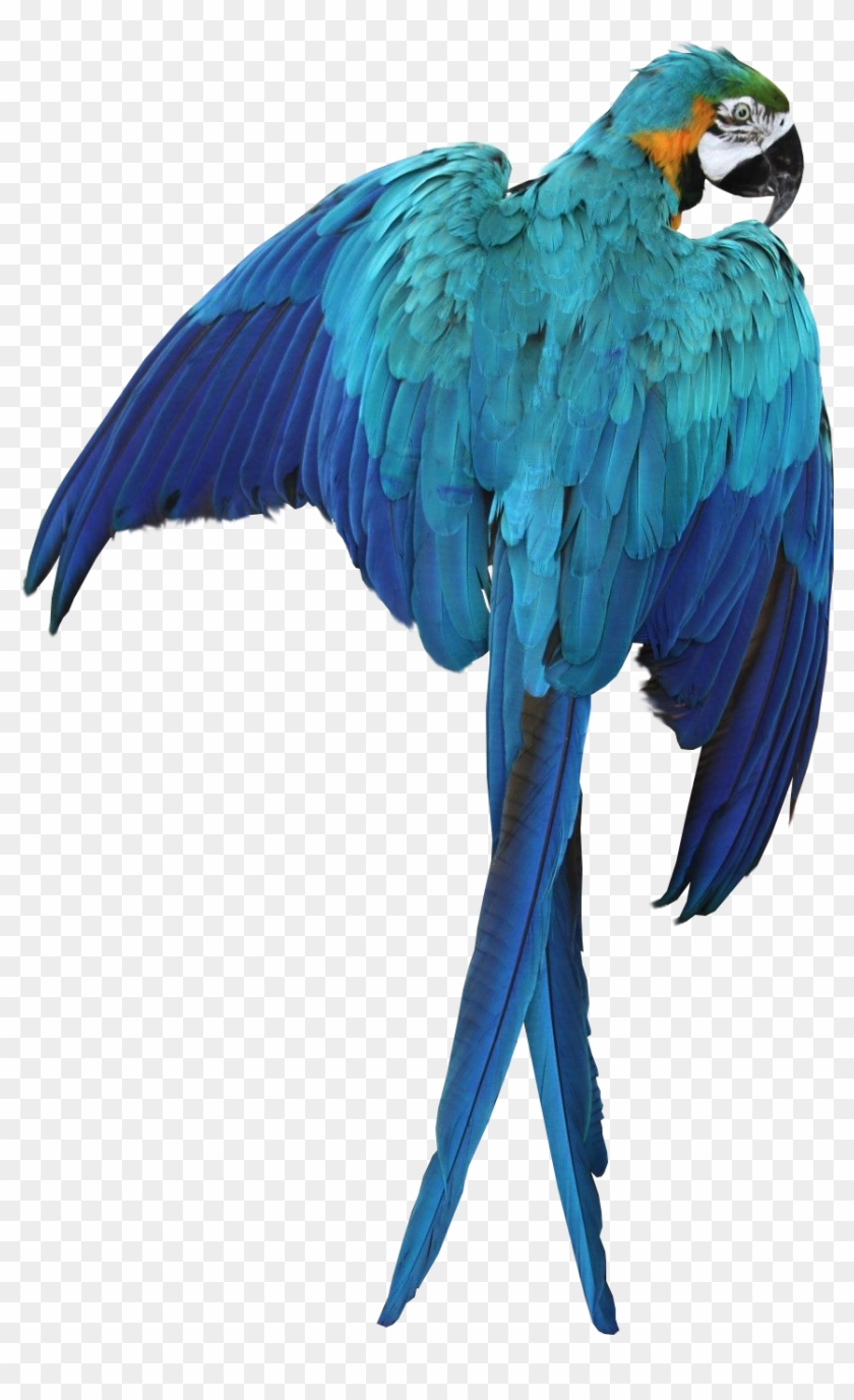Macaw Parrot Transparent Image Bird Graphic - Blue Macaw No Background Clipart #916339