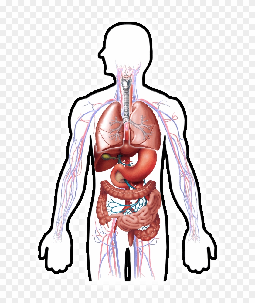 Human Outline - Digestive System Clipart Hd - Png Download