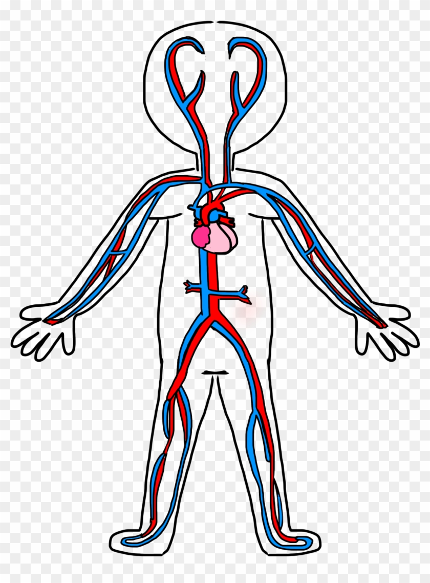 Schoolbox Treasures Body System Fun - Circulatory System Simple Drawing Clipart