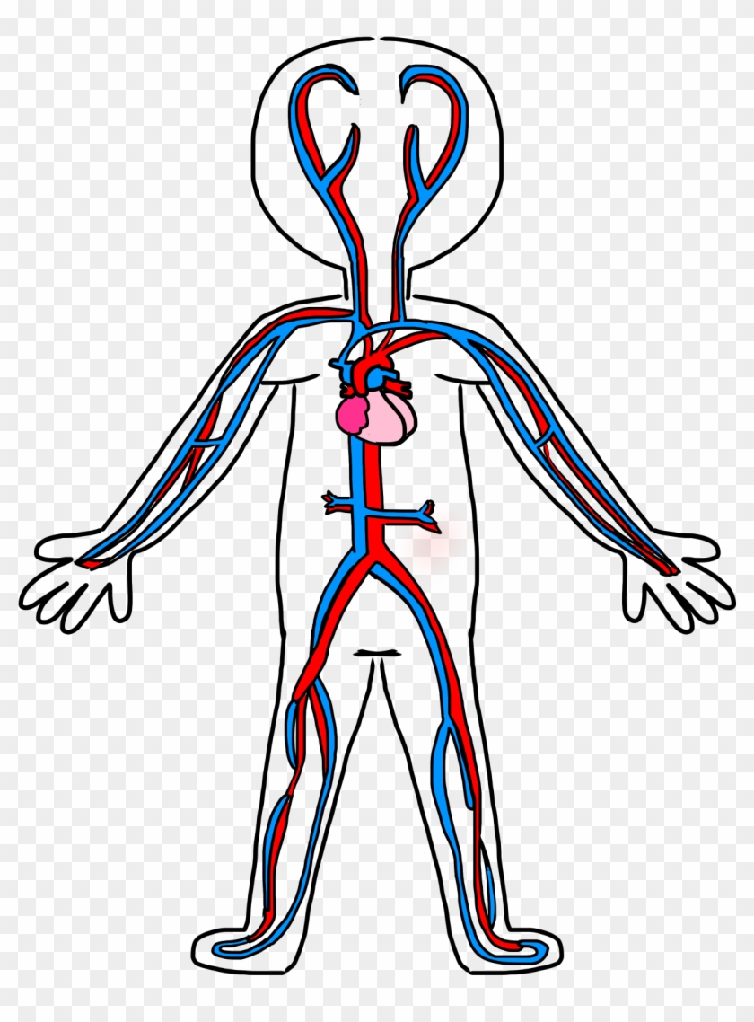 Schoolbox Treasures Body System Fun - Circulatory System Simple Drawing Clipart #916664