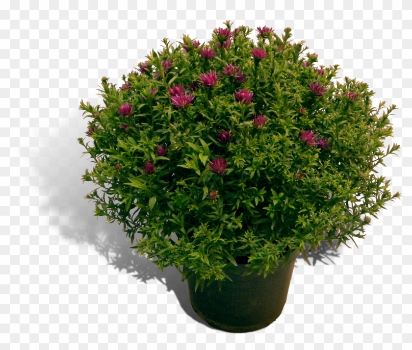 Aster 17cm Pot Productfoto Shadow Clipart #917888