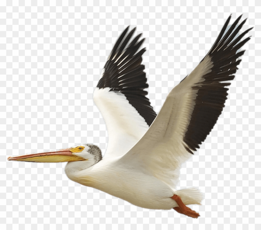 Download Flying White Pelican Transparent Png - Pelican Transparent Background Clipart #917933