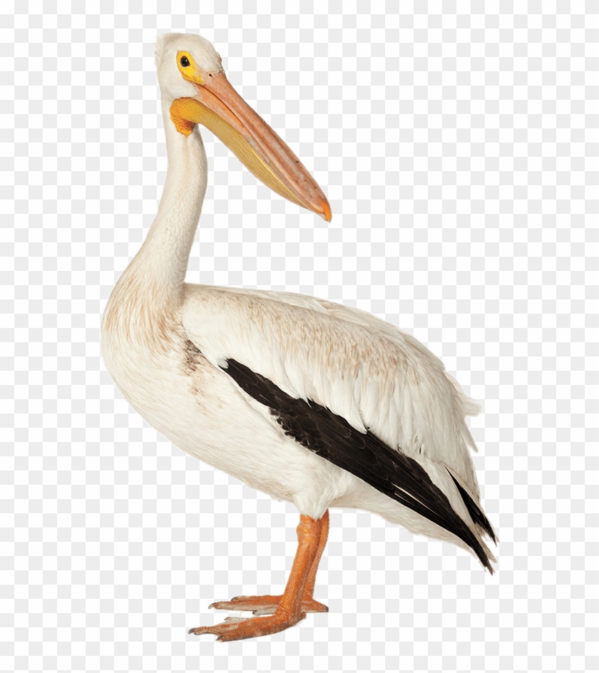 Brown Pelican - Pelicano Png Clipart #918037
