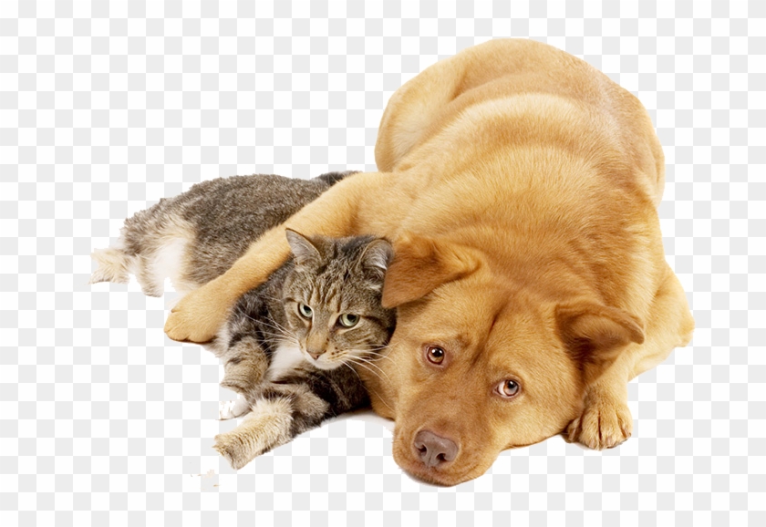 Dog And Cat Png - Dog Cat Png Transparent Clipart #918158