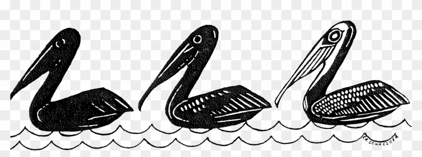 Brown Pelicans C - Illustration Clipart