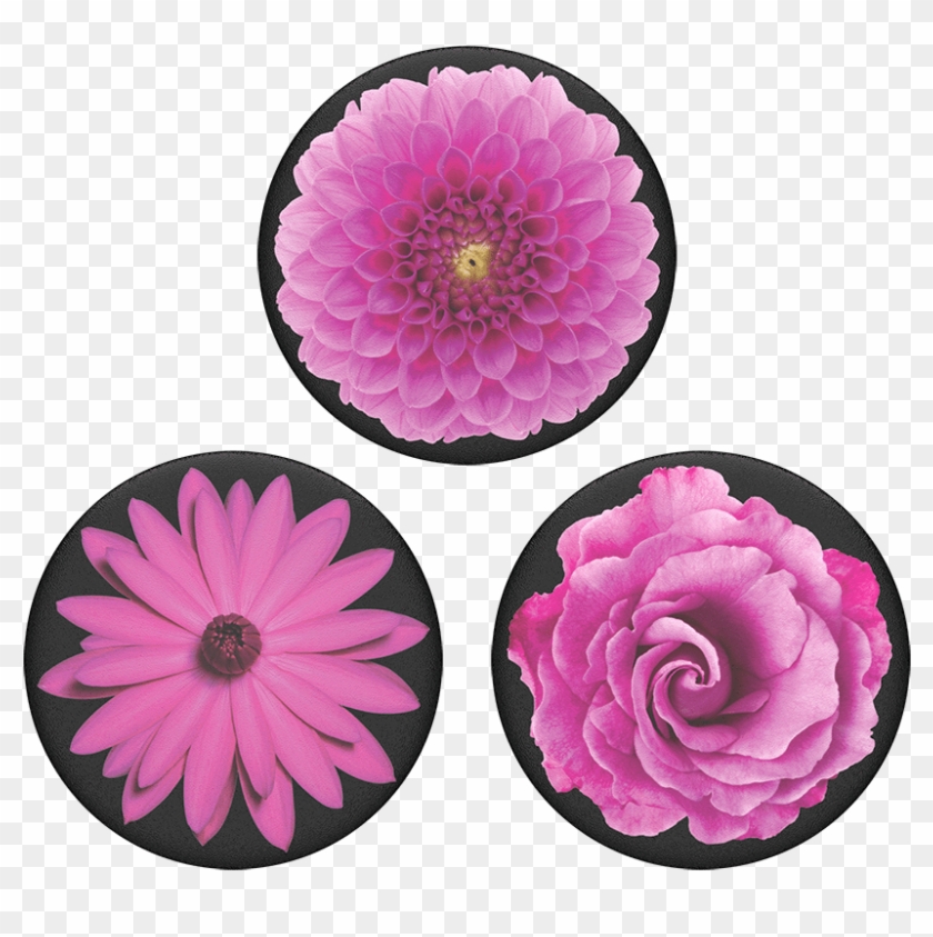 Dahlia Clipart
