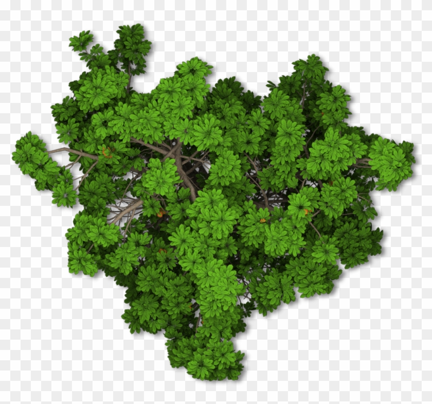 Trees Sticker - Transparent Trees Plan View Png Clipart