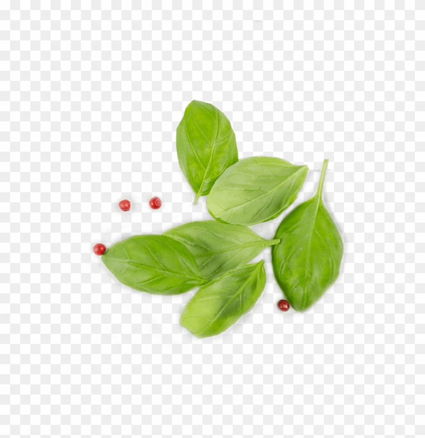 Tip Gallery - Basil From Top Png Clipart #918965