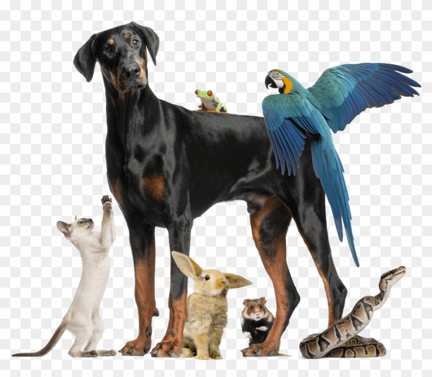 Dog Cat Bunny Bird Frog Snake Mouse900png - Doberman Pinscher Clipart