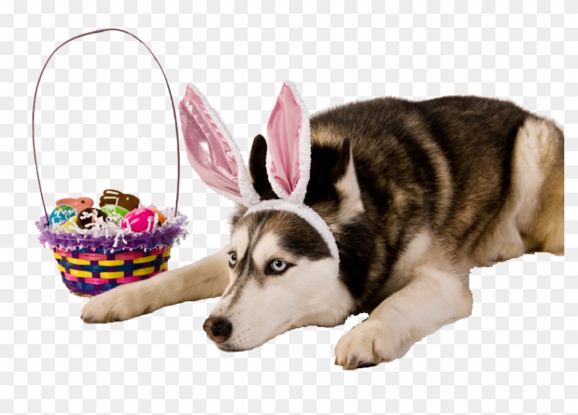 Alaskan Malamute Clipart