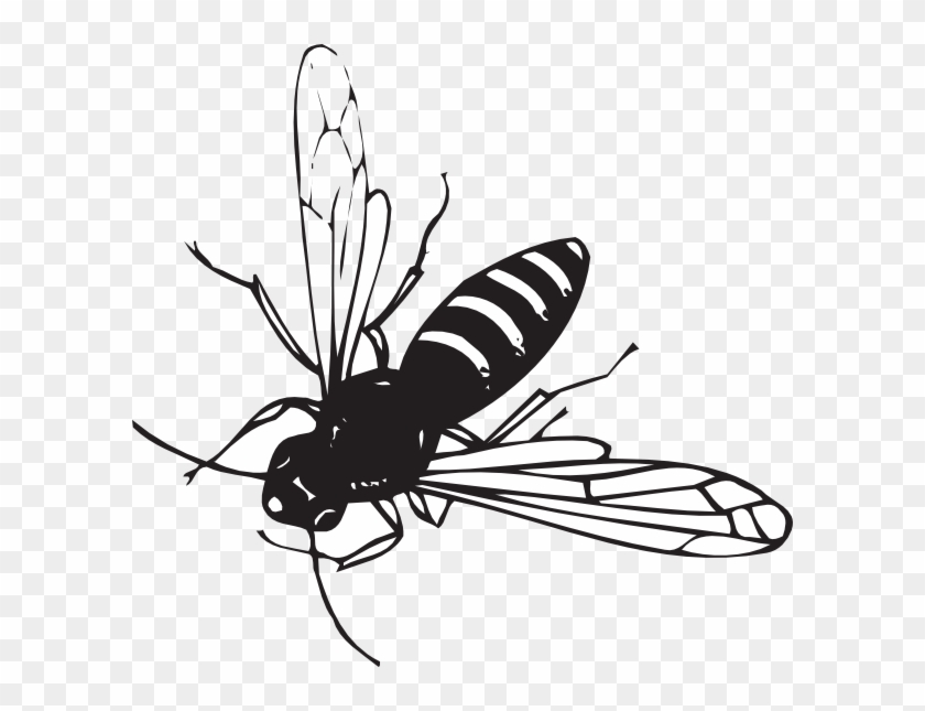 Black And White Beetles Png Clipart #919619