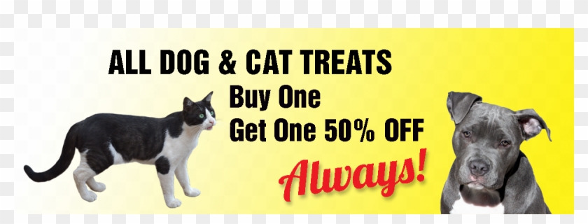 Once A Month Pet Vaccinations - Cat Yawns Clipart #919804