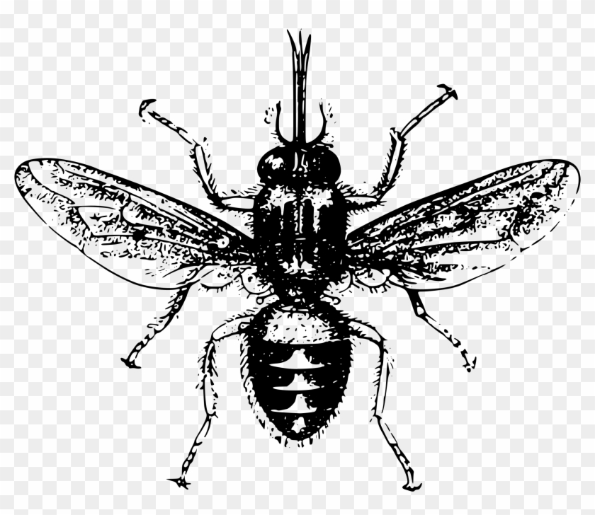 This Free Icons Png Design Of Tsetse Fly Clipart #919969