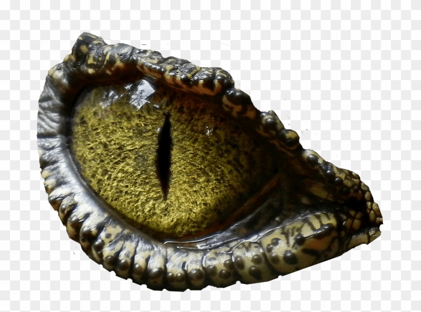 Free Png Images - Dinosaur Eye No Background Clipart