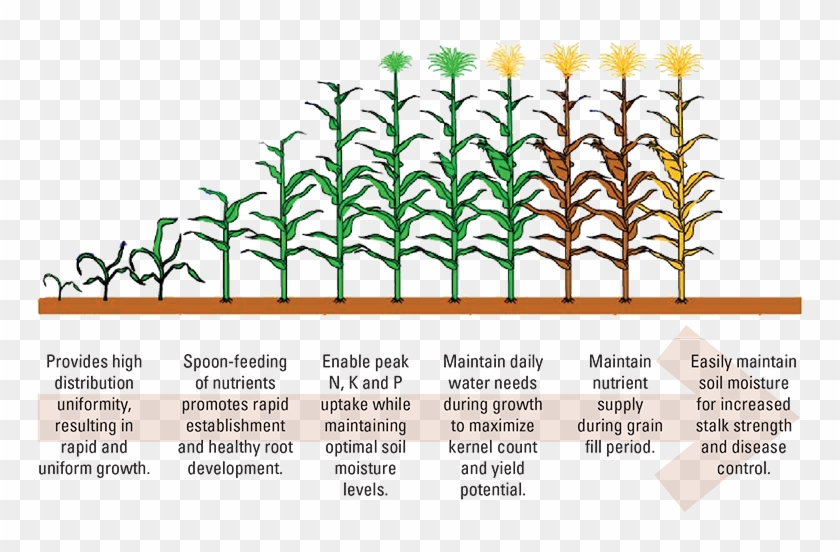 Experienced Growers Agree That Drip Irrigation Is Well Clipart