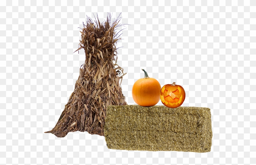 Photo By - - Carved Pumpkin Clipart #920450