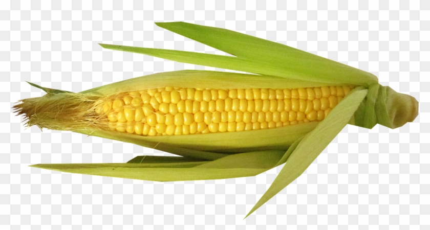 Vegetable, Corn, Cut, Out - Maiz Opaco Con Protteinas De Calidad Clipart #921051