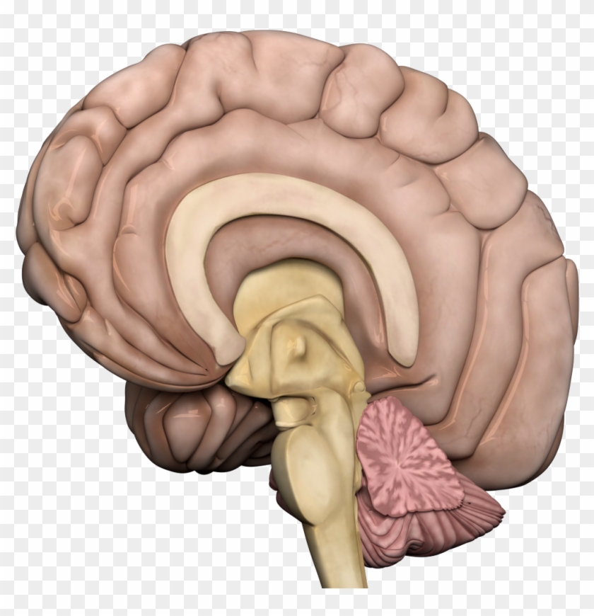 Transparent Background - Brain Gif Without Background Clipart #922614