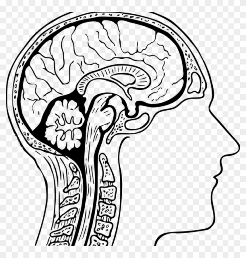 Brain Clipart Black And White Brain Clipart Black And - Colouring Page The Human Brain - Png Download