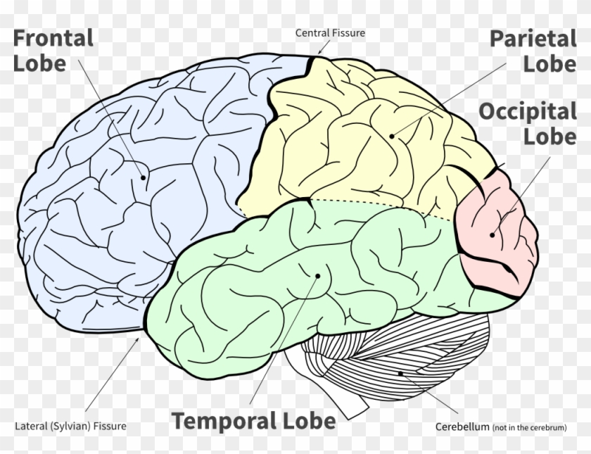 Lofi Diagram Of The Main Brain Lobes - Lobes Of The Brain No Background Clipart