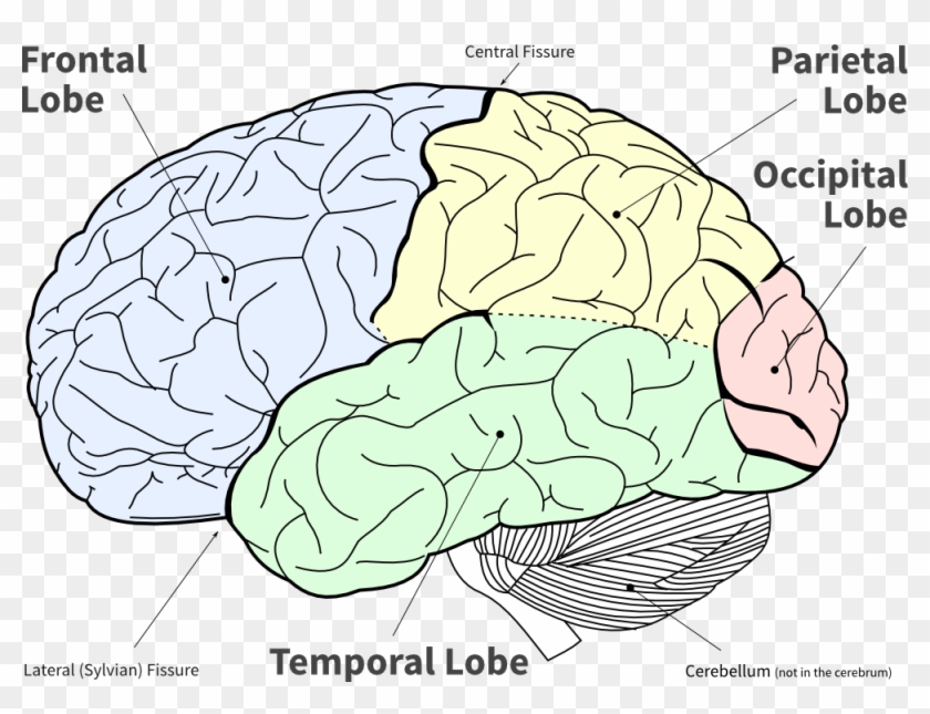 Lofi Diagram Of The Main Brain Lobes - Lobes Of The Brain No Background Clipart #923253