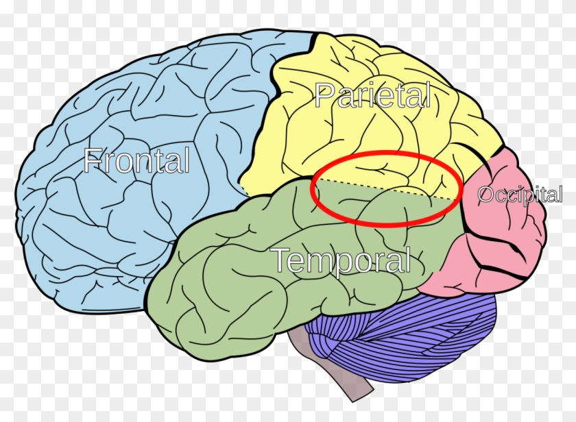 Lobes Of The Brain Clipart