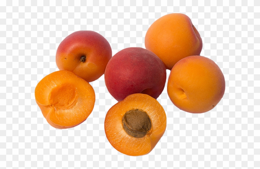 Apricots Clipart
