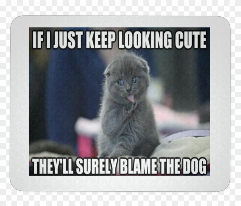 Funny Memes With Animals - Love Big Time Rush Clipart