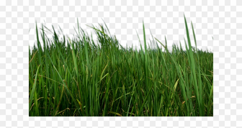 Grass Png Transparent Images - Grass Clipart #926100