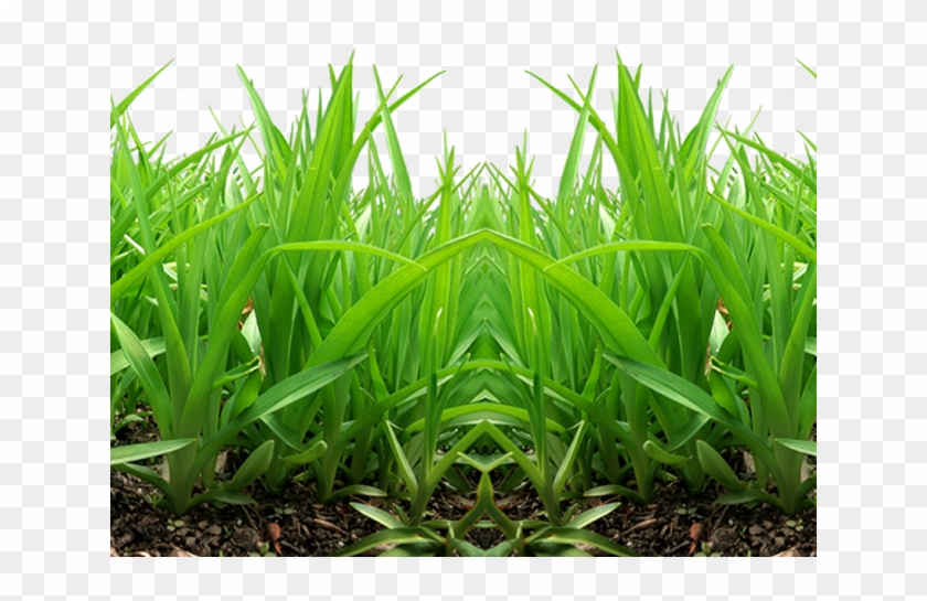 Grass Png Transparent Images - Grass Png For Picsart Clipart #926692