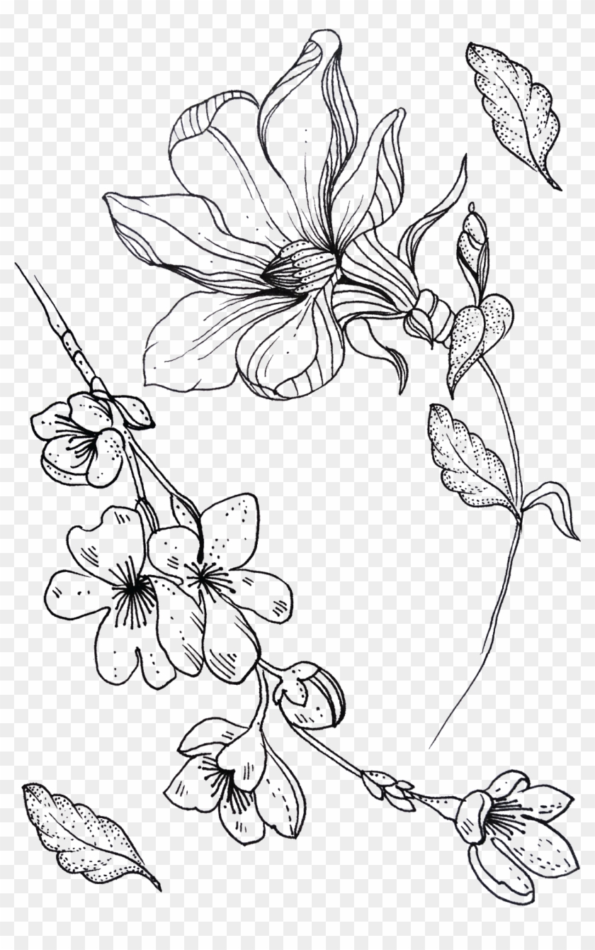 Chinese Rose And Sakura - Line Art Clipart #926991