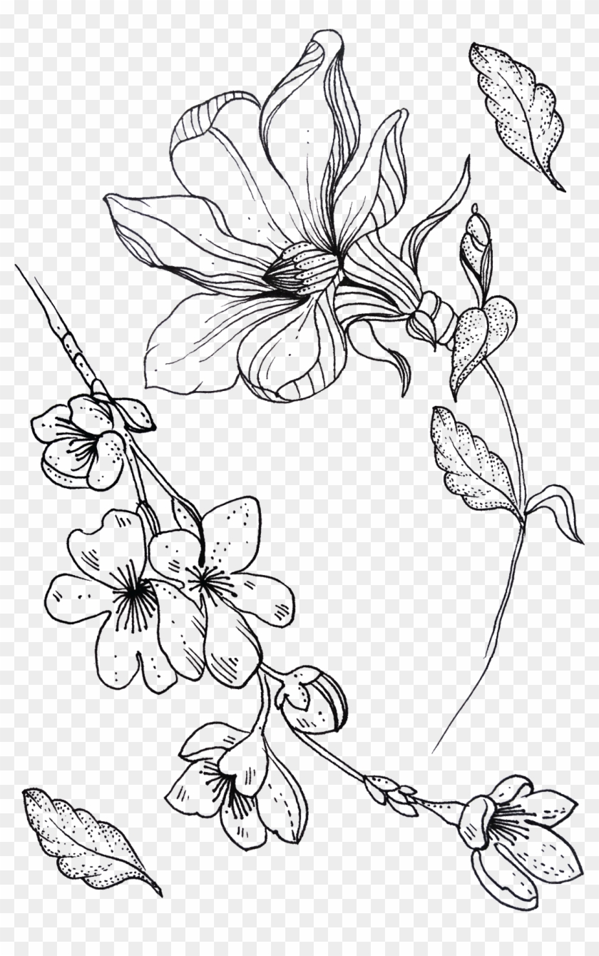 Chinese Rose And Sakura - Line Art Clipart