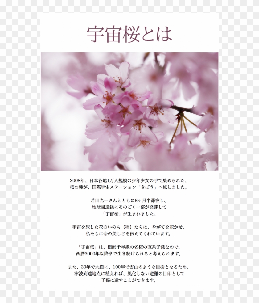 Three Grand Cherry Blossoms Of Japan きぼうの桜 Uchu Sakura - Cherry Tree Clipart